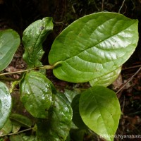 Symplocos pulchra subsp. hispidula (Thwaites) Noot.